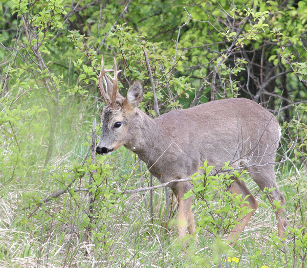 Il Capriolo